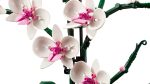 Orchid - Image 5