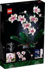 Orchid - Image 7
