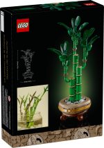 Lucky Bamboo - Image 5