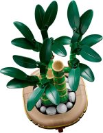 Lucky Bamboo - Image 9