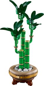 Lucky Bamboo - Image 10