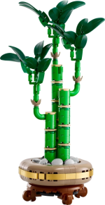 Lucky Bamboo - Image 2